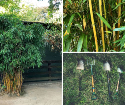 Bambus im Garten anpflanzen - headbild