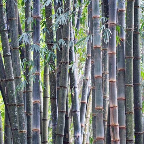 Blauer Bambus im Garten