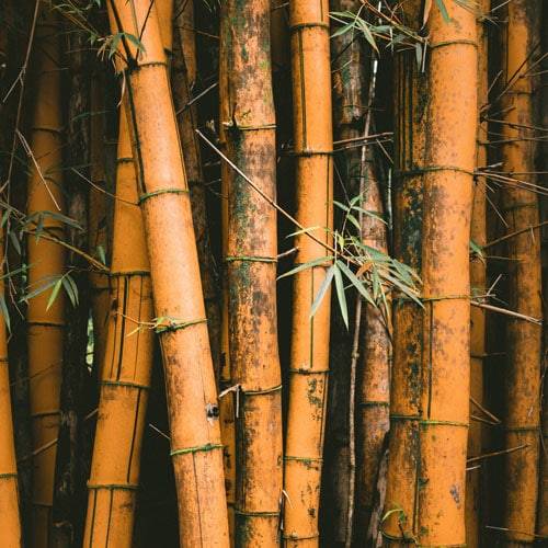 Brauner Bambus im Garten