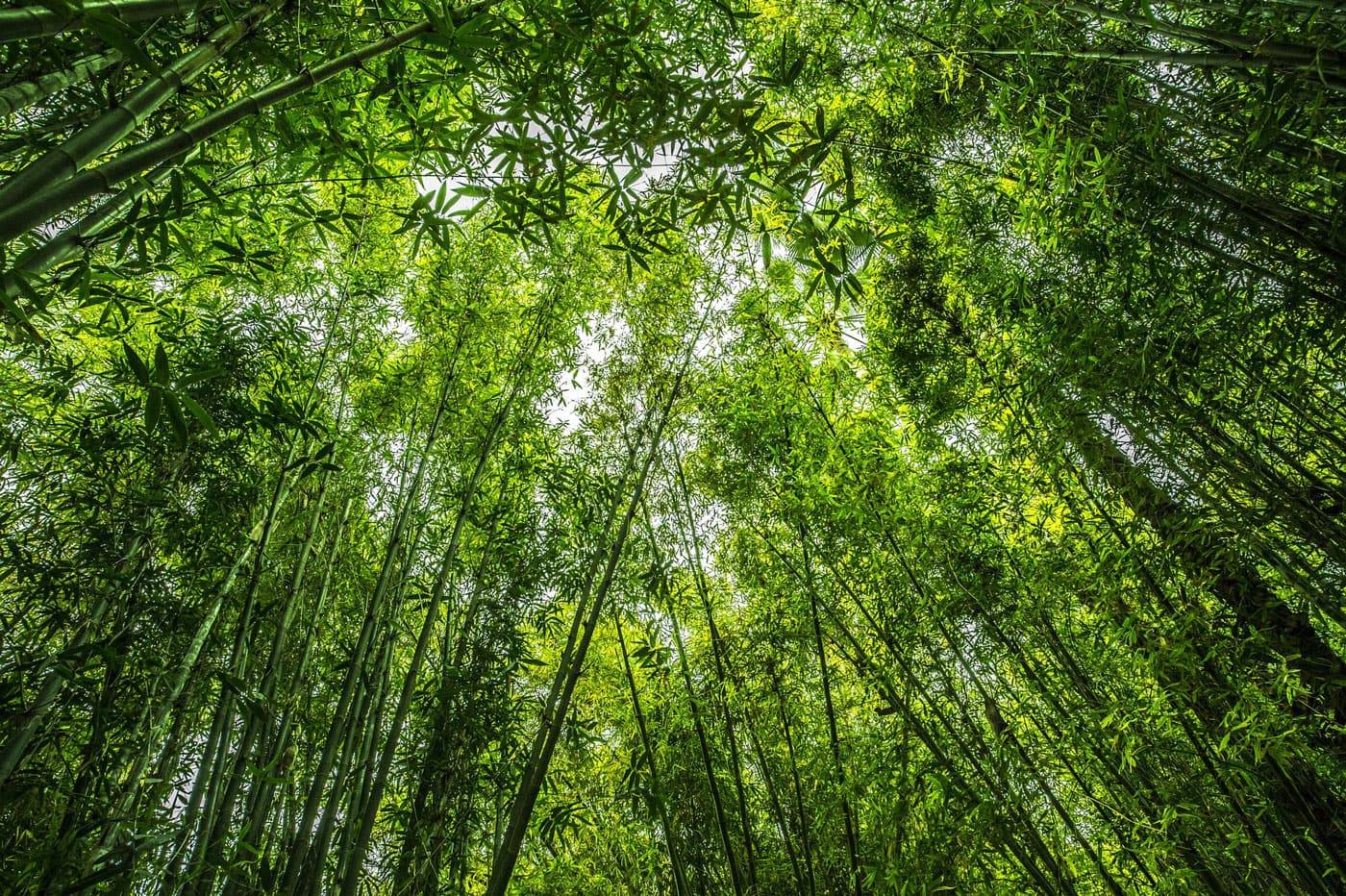 Bambus ist der nachhaltige Rohstoff der Zukunft - Headbild